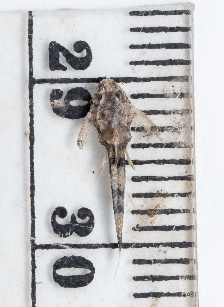 Spiny Dwarf Catfishes