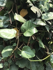 Epipremnum