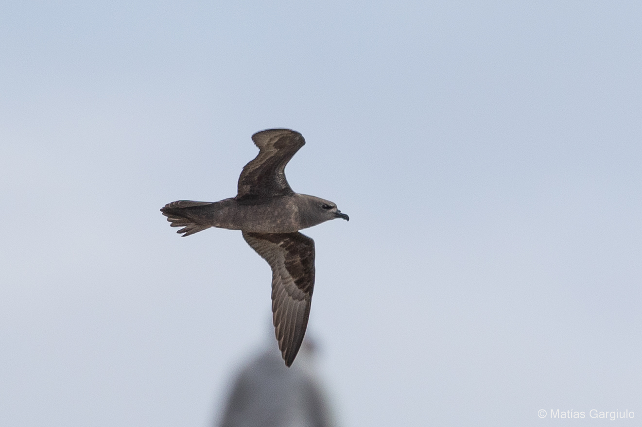 Henderson Petrel illustration
