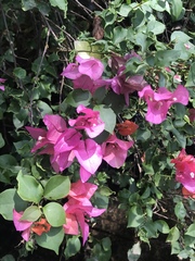Bougainvillea