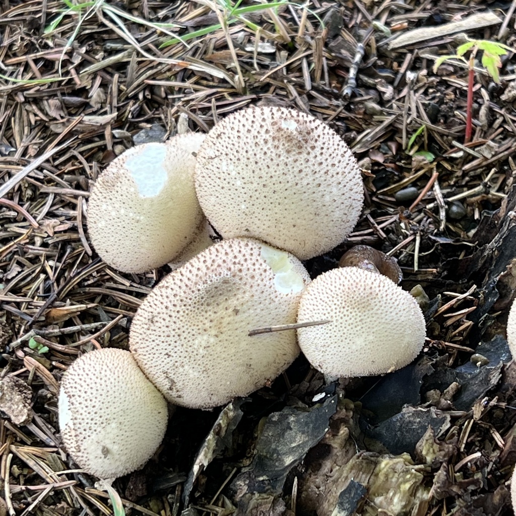 Lycoperdon perlatum · October 2023 · photo: © hirokiit (iNaturalist, cc-by)