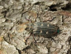 Chrysobothris chrysostigma