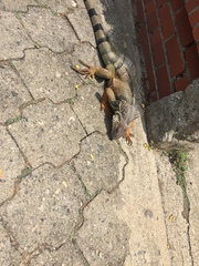 Iguana iguana