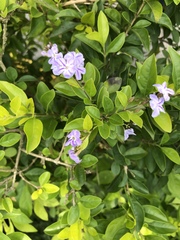 Duranta