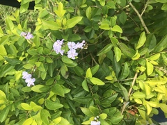 Duranta