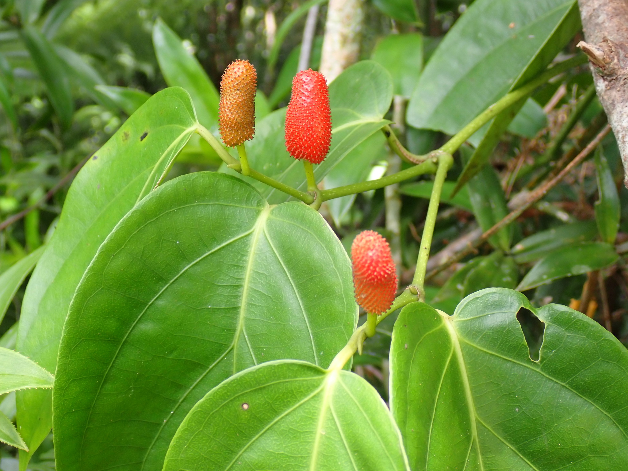 Pimienta larga