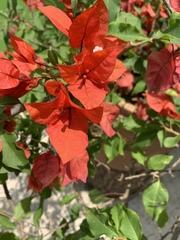 Bougainvillea