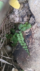 Cheng-Te Hsu, CC BY, iNaturalist via GBIF Lindsaea orbiculata, photograph Cheng-Te Hsu, CC BY, iNaturalist via GBIF