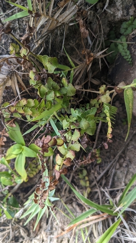 Lindsaea orbiculata, photograph 6