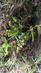 Lindsaea orbiculata, photograph Cheng-Te Hsu, CC BY, iNaturalist via GBIF