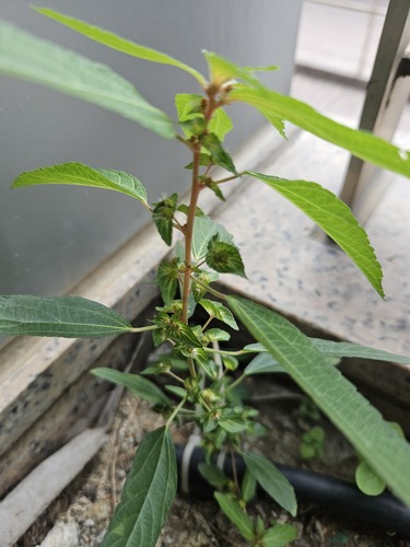 Asian copperleaf (Acalypha australis)