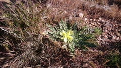 Oenothera primiveris primiveris