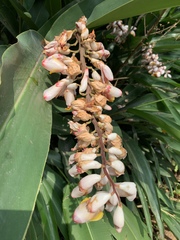 Alpinia nutans