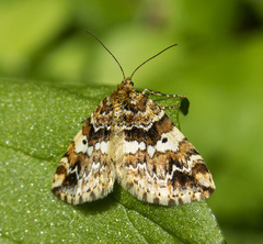 Enchoria lacteata