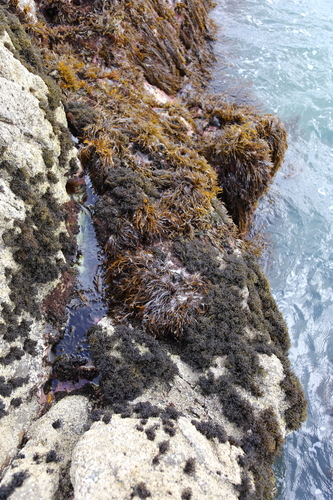 Pachymenia lusoria, 2023-10-01