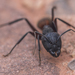 Camponotus cruentatus - Photo (c) Juanvi, osa oikeuksista pidätetään (CC BY-NC), uploaded by Juanvi