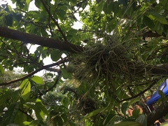 Tillandsia recurvata