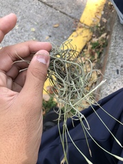 Tillandsia recurvata