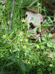 Ranunculus micranthus