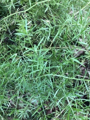 Asparagus densiflorus