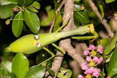 Stagmatoptera hyaloptera
