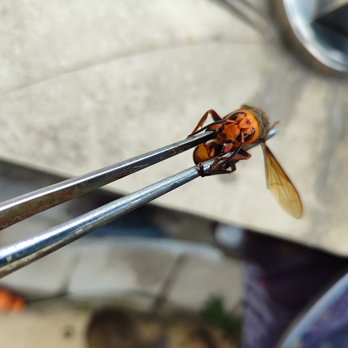 Asian Giant Hornet