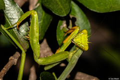 Stagmatoptera hyaloptera