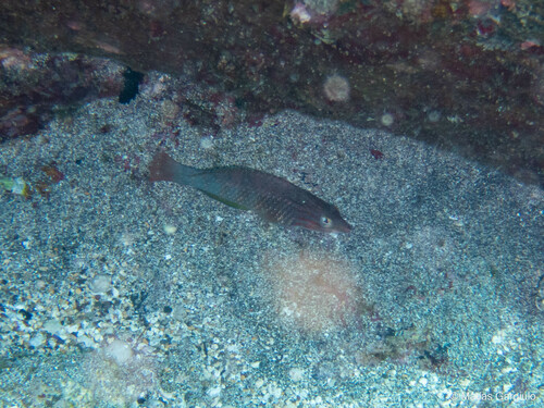 Pseudolabrus fuentesi observed 2023-09-28