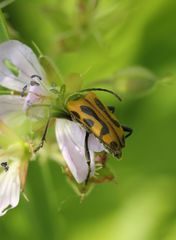 Brachyta interrogationis