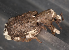 Aesiotes leucurus