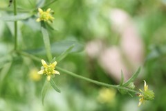 Ranunculus micranthus