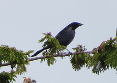 Molothrus bonariensis