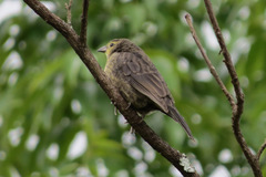 Molothrus bonariensis