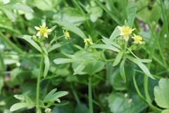 Ranunculus micranthus