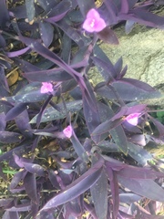 Tradescantia pallida