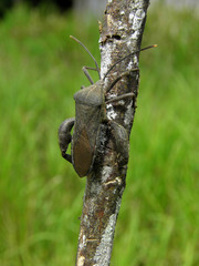 Anoplocnemis phasianus