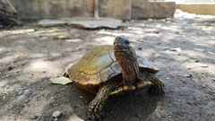 Rhinoclemmys pulcherrima pulcherrima