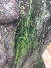 Rhipsalis baccifera