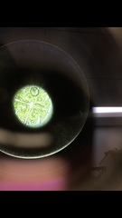 Micrasterias truncata