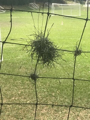 Tillandsia recurvata