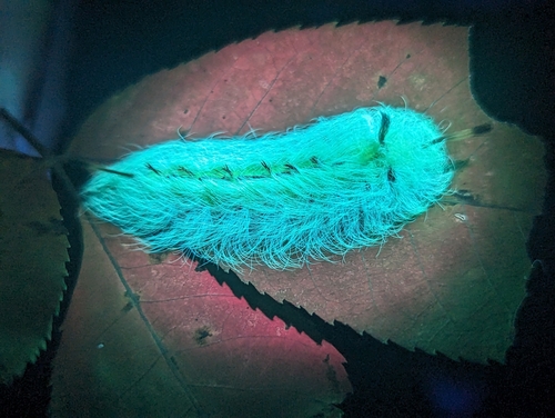 Spotted Apatelodes Moth photo 5