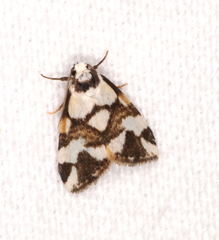 Thallarcha staurocola