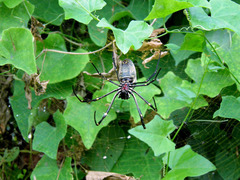 Nephila vitiana