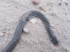 Dryophylax hypoconia