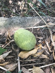 Mangifera indica