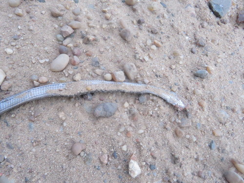 Dryophylax hypoconia