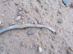 Dryophylax hypoconia