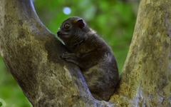 Lepilemur ankaranensis