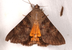Oxyodes tricolor