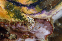 Sagaminopteron psychedelicum